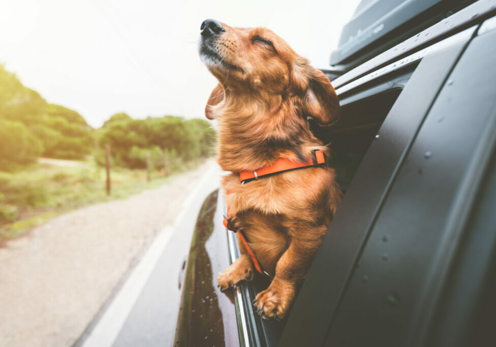 Dachshund dog riding in car and looking out from car window. Happy dog enjoying life. Dog adventure. High quality photo